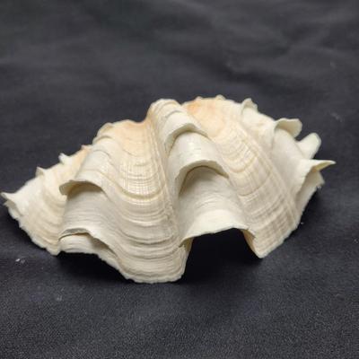 Rare Clamshells and More (B2-EL)