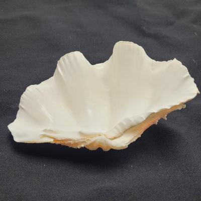 Rare Clamshells and More (B2-EL)