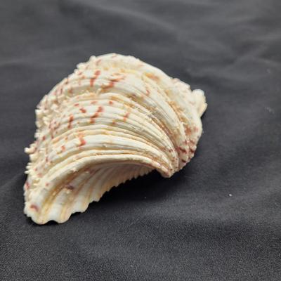 Rare Clamshells and More (B2-EL)