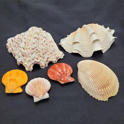 Rare Clamshells and More (B2-EL)