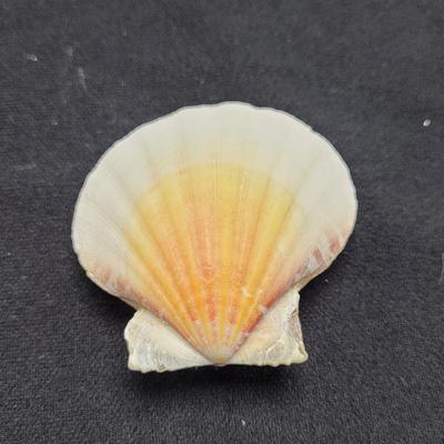 Rare Clamshells and More (B2-EL)