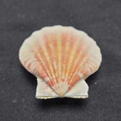Rare Clamshells and More (B2-EL)