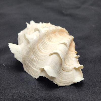 Rare Clamshells and More (B2-EL)