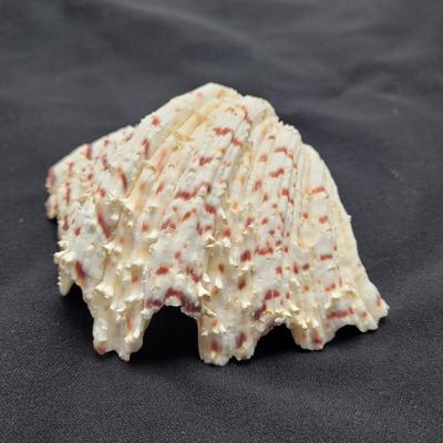 Rare Clamshells and More (B2-EL)