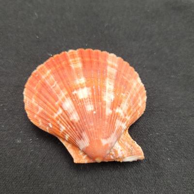 Rare Clamshells and More (B2-EL)