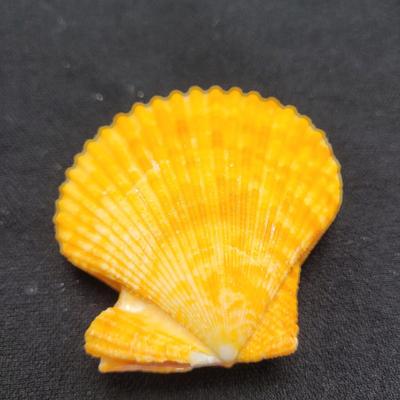 Rare Clamshells and More (B2-EL)