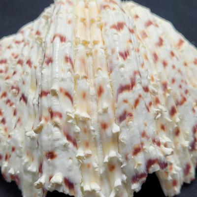 Rare Clamshells and More (B2-EL)