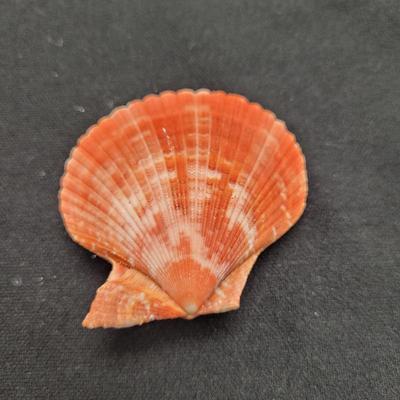 Rare Clamshells and More (B2-EL)