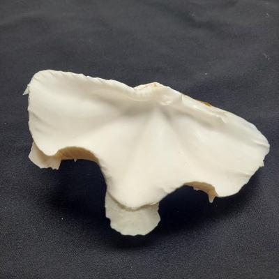 Rare Clamshells and More (B2-EL)