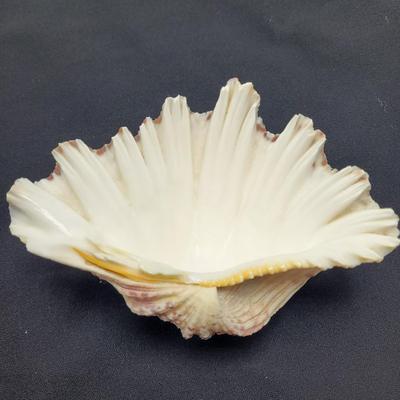 Rare Clamshells and More (B2-EL)