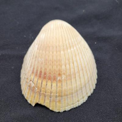 Rare Clamshells and More (B2-EL)