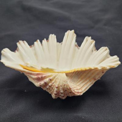 Rare Clamshells and More (B2-EL)