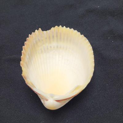 Rare Clamshells and More (B2-EL)