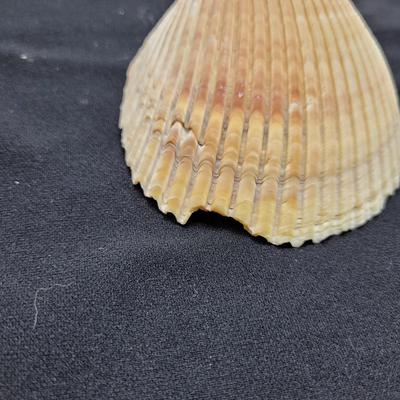 Rare Clamshells and More (B2-EL)