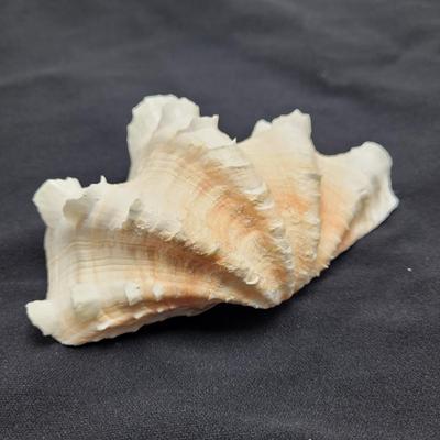 Rare Clamshells and More (B2-EL)