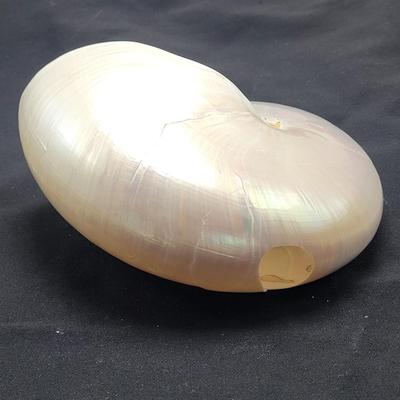 Pearlized and Chambered Nautilus Shell (B2-EL)