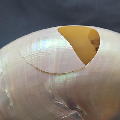 Pearlized and Chambered Nautilus Shell (B2-EL)
