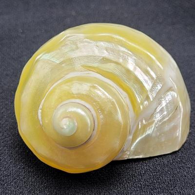 Pearlized and Chambered Nautilus Shell (B2-EL)