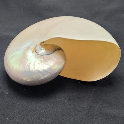 Pearlized and Chambered Nautilus Shell (B2-EL)