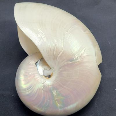 Pearlized and Chambered Nautilus Shell (B2-EL)