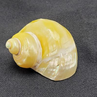 Pearlized and Chambered Nautilus Shell (B2-EL)