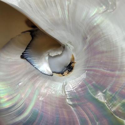 Pearlized and Chambered Nautilus Shell (B2-EL)