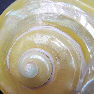 Pearlized and Chambered Nautilus Shell (B2-EL)