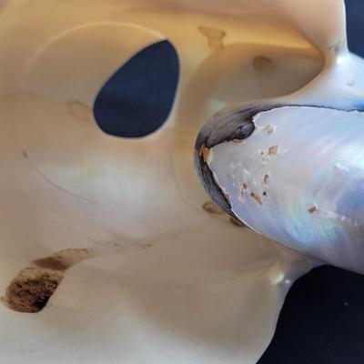 Pearlized and Chambered Nautilus Shell (B2-EL)