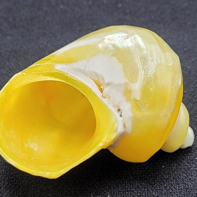 Pearlized and Chambered Nautilus Shell (B2-EL)