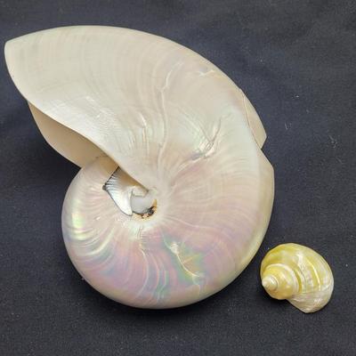 Pearlized and Chambered Nautilus Shell (B2-EL)