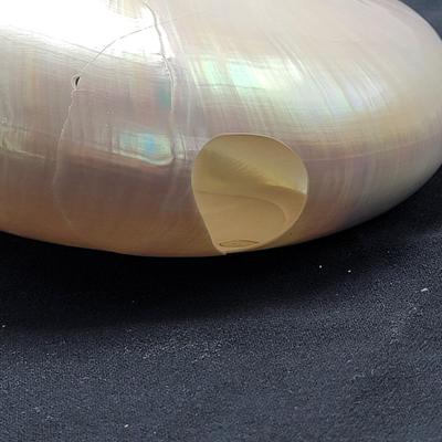 Pearlized and Chambered Nautilus Shell (B2-EL)