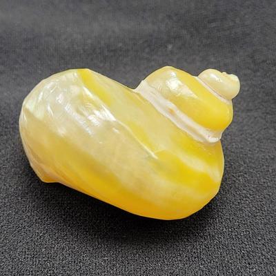Pearlized and Chambered Nautilus Shell (B2-EL)