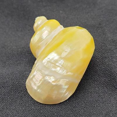 Pearlized and Chambered Nautilus Shell (B2-EL)