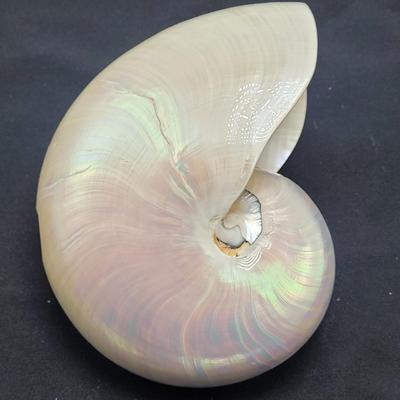 Pearlized and Chambered Nautilus Shell (B2-EL)