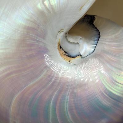 Pearlized and Chambered Nautilus Shell (B2-EL)