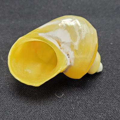 Pearlized and Chambered Nautilus Shell (B2-EL)