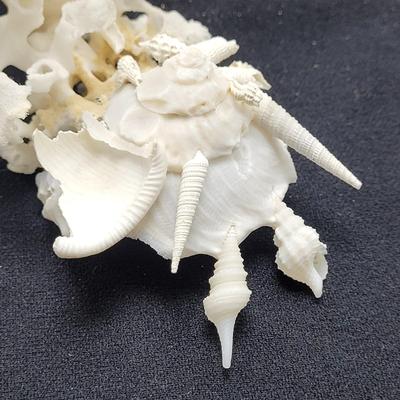 Spiny Oyster, Brain Coral, Starfish, and More (B2-EL)