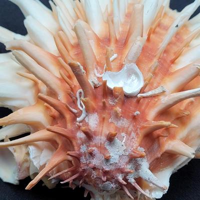 Spiny Oyster, Brain Coral, Starfish, and More (B2-EL)