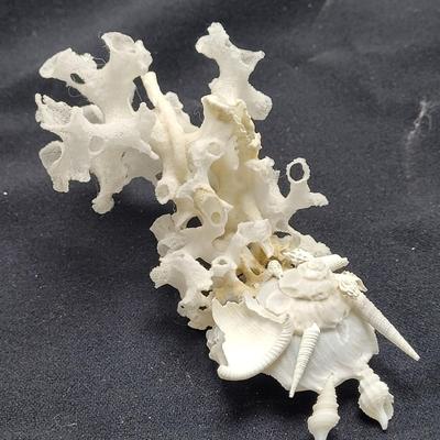 Spiny Oyster, Brain Coral, Starfish, and More (B2-EL)