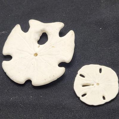 Spiny Oyster, Brain Coral, Starfish, and More (B2-EL)