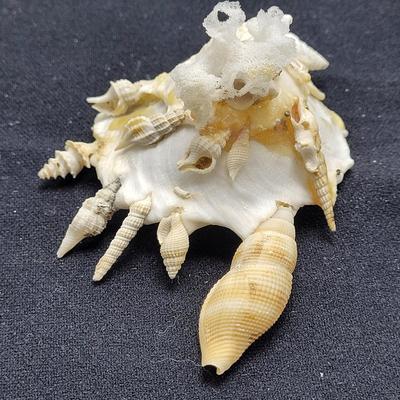 Spiny Oyster, Brain Coral, Starfish, and More (B2-EL)