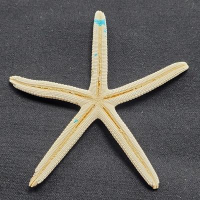 Spiny Oyster, Brain Coral, Starfish, and More (B2-EL)