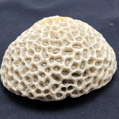 Spiny Oyster, Brain Coral, Starfish, and More (B2-EL)