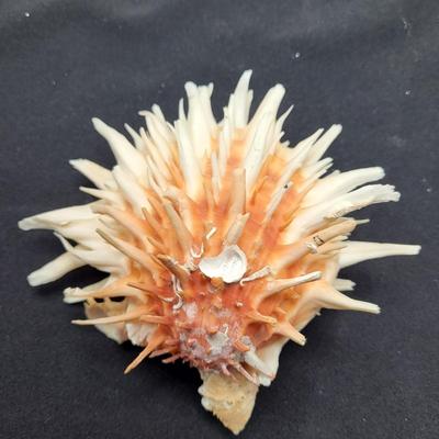 Spiny Oyster, Brain Coral, Starfish, and More (B2-EL)