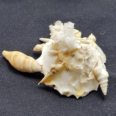 Spiny Oyster, Brain Coral, Starfish, and More (B2-EL)