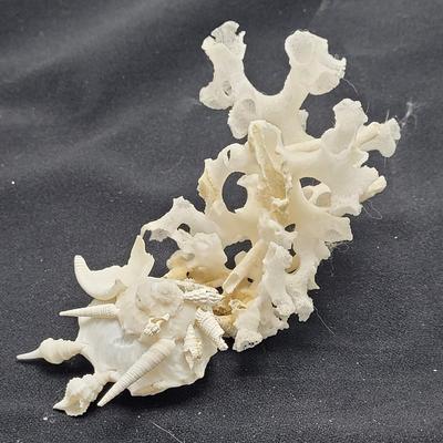 Spiny Oyster, Brain Coral, Starfish, and More (B2-EL)