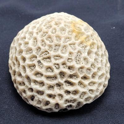 Spiny Oyster, Brain Coral, Starfish, and More (B2-EL)