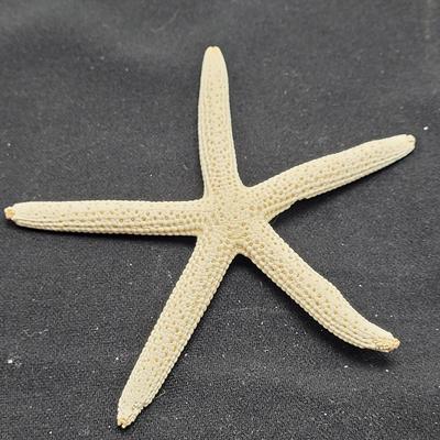 Spiny Oyster, Brain Coral, Starfish, and More (B2-EL)