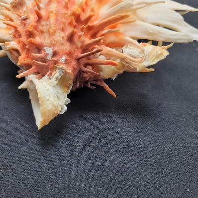 Spiny Oyster, Brain Coral, Starfish, and More (B2-EL)