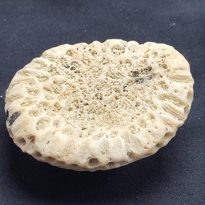 Spiny Oyster, Brain Coral, Starfish, and More (B2-EL)